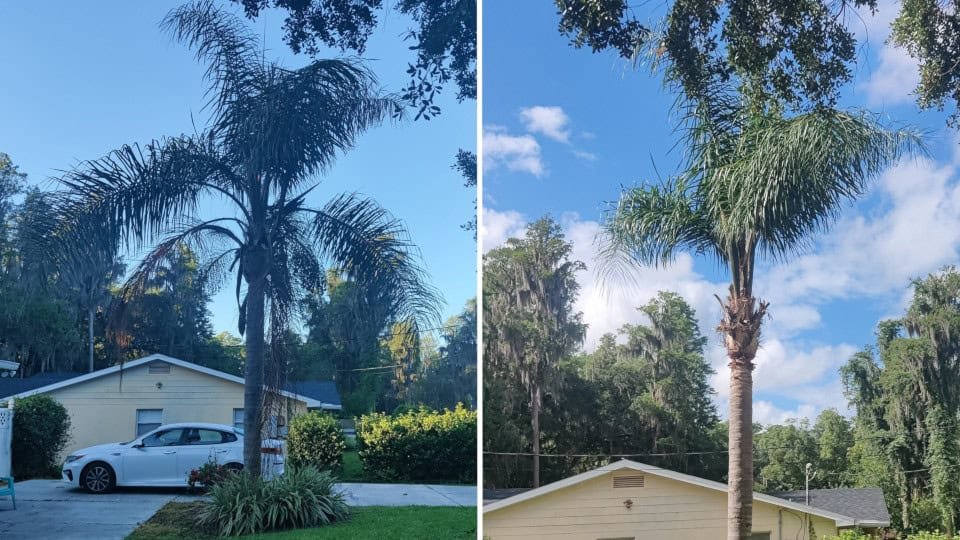 Tree trimming Before After
