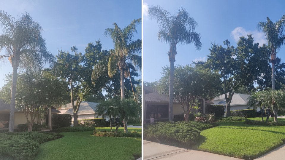 Tree trimming Before After