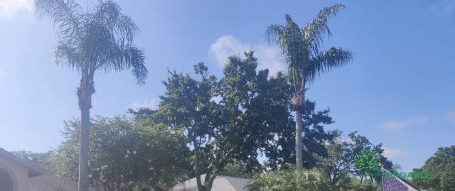 Rotators Palms