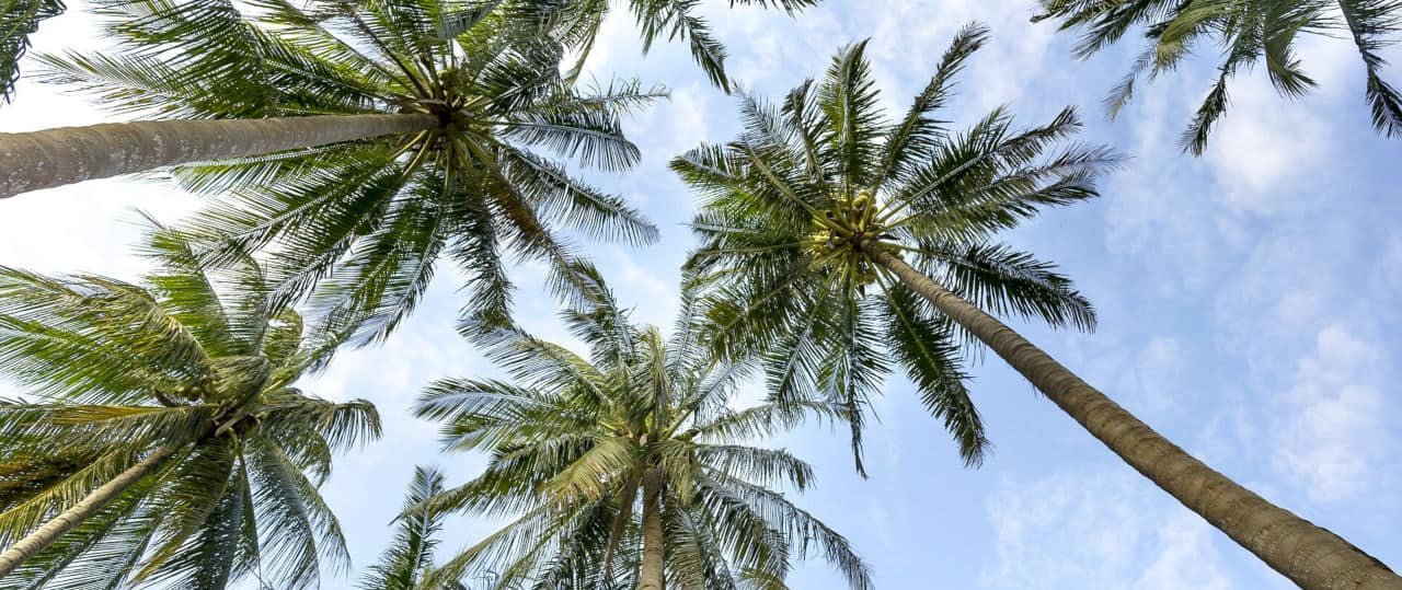 Upward View of Palm Trees